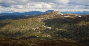Hügeliges Fjellgelände über und unter der Baumgrenze