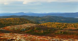 Hügelige Fjellandschaft über der Baumgrenze in Herbstfarben