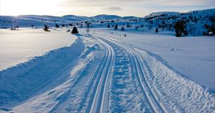 Langlaufloipe über eine Ebene in Richtung abgerundeter Hügel am Horizont in weichem Wintermorgenlicht. Vereinzelte Fichten und Birken stehen in der Landschaft.