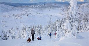 Familie på langrennstur, snødekkede trær og utsikt til fjelltopper i horistonten.