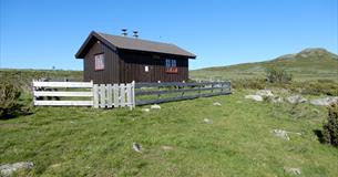 Titrebue ligger flott til på fjellet i Langsua nasjonalpark