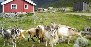 Sparstadtrøe i Sanddalen, Vang i Valdres.
