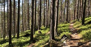 Kurs: Utskifting av tømmer