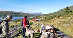 Turgåere i stølsområde blant geiter. Vann og fjell i bakgrunnen.