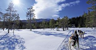 Dog team sledding through open forest