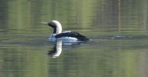 A Black-throated Diver on Laker Fløafjorden. The water shows some ripples, but still reflects tree trunks and green from the surroundings.