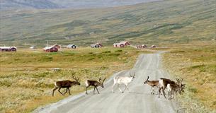 Rentiere kreuzen eine Schotterstraße in offener Berglandschaft. Im Hintergrund kann man rote Almhütten sehen.