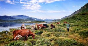 Kyr på sommerbeite i fjellet ved stort fjellvann