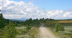 Eine Schotterstraße gerade über der Baumgrenze mit Buschvegetation, vereinzelten Fichten, einem Almhaus und Aussicht zu einem Bergmassiv.