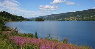 WEidenröschen blühen am Ufer des Strandefjorden. Blau ist der See, und blau ist der Himmel.