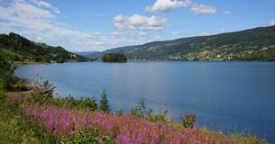 Geitrams blomstrer langs bredden av Strandefjorden. Blå er vannet, og blå er himmelen.