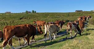 Cattle grazing on a mountain pasture