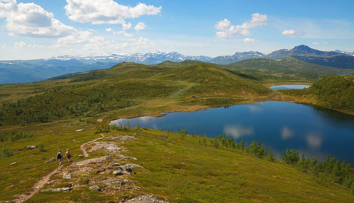 Utsikt fra Melbysfjellet mot Knausehøgdene og Bitihorn i bakgrunnen.