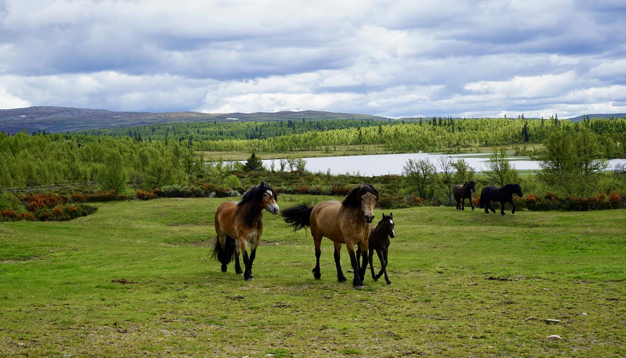 Hestene koser seg på beite på Tronhus.