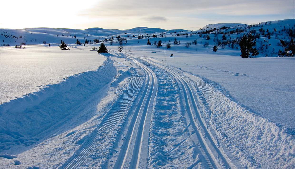 Skiløype i mykt morgenlys over en flate på fjellet ved tregrensa en februardag, med utsikt mot bølgende topper i bakgrunnen. Det står enkelte grantrær og bjørker i landskapet.