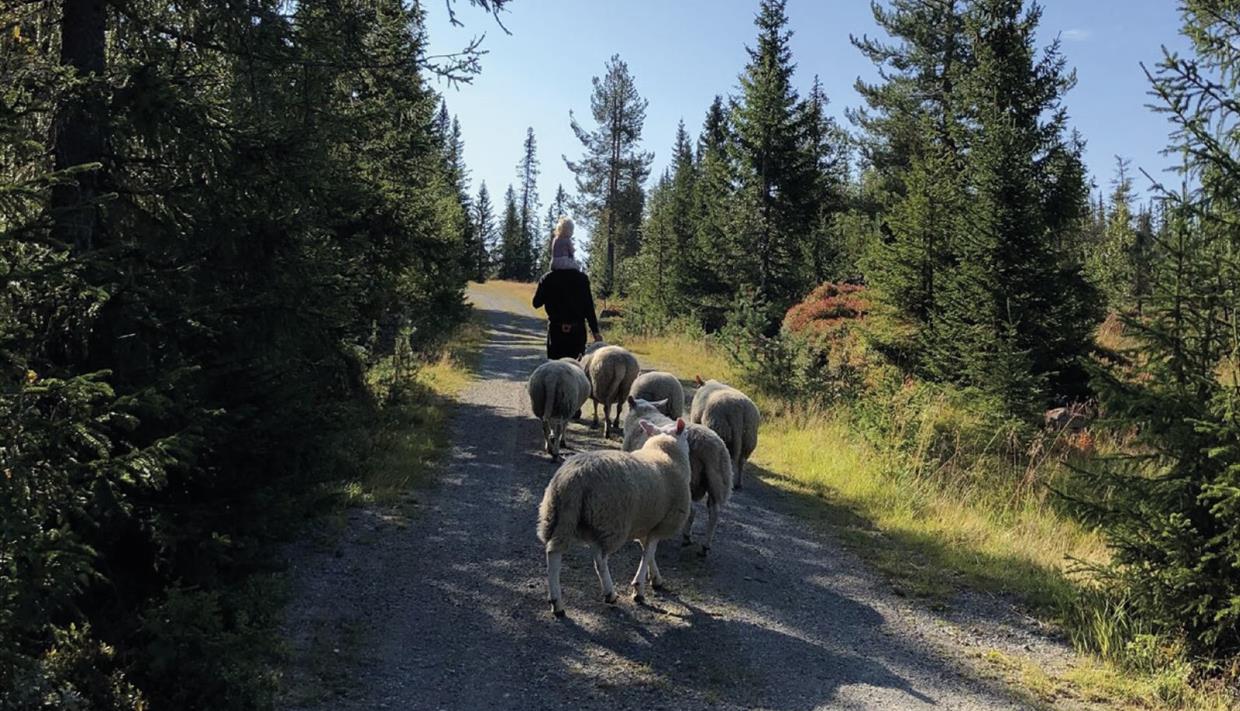 Saueflokk som går etter bonden