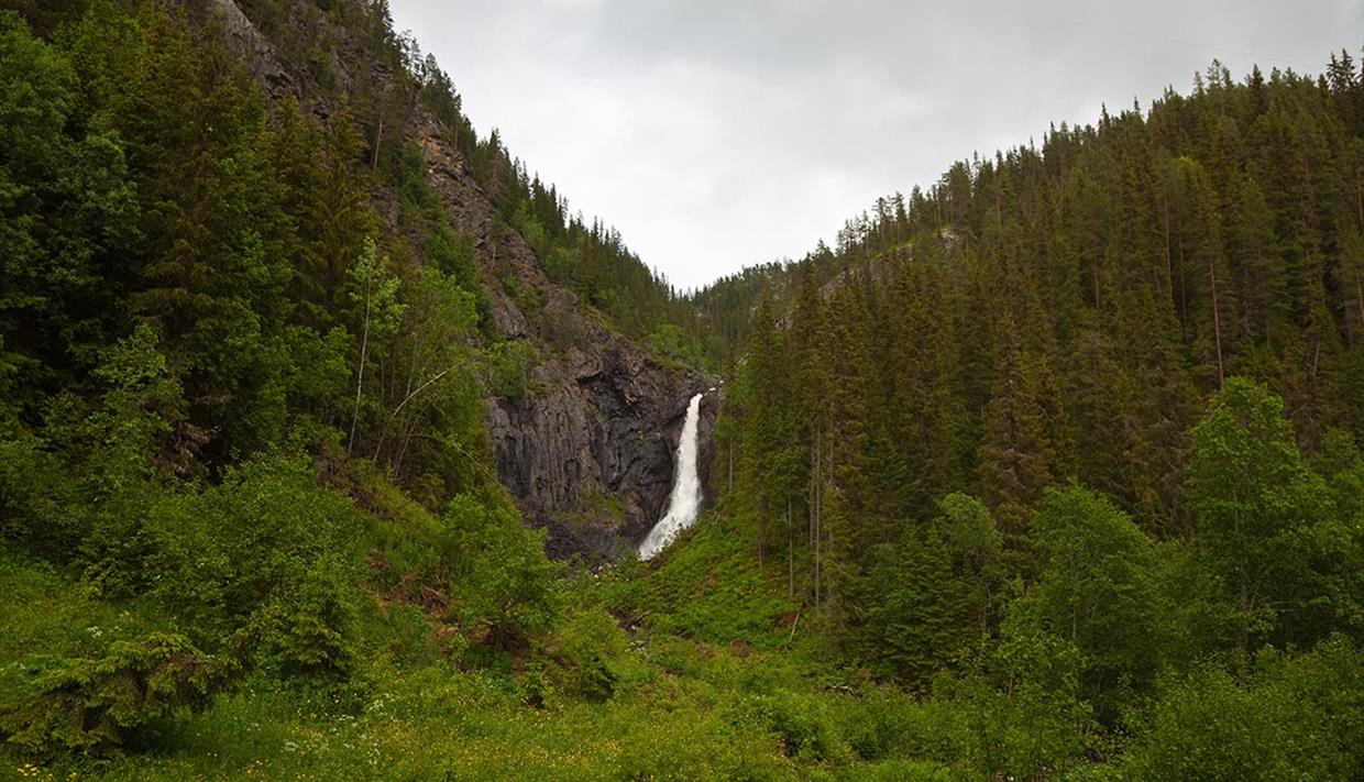 Gjuvfossen i Etnedal skiller seg markant ut fra den frodige skogen rundt.