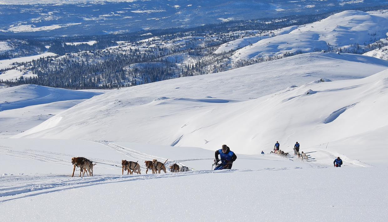 Hundespann på rad og rekke i fjellene rundt Beitostølen.