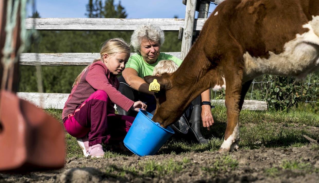 Budeie og barn mater kuer på stølen