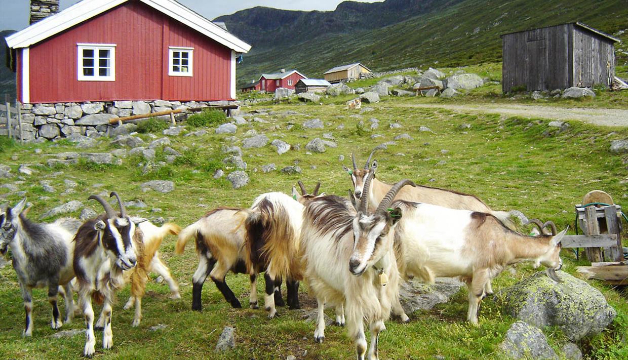 Sparstadtrøe summer mountain farm in Vang, Valdres, Norway.