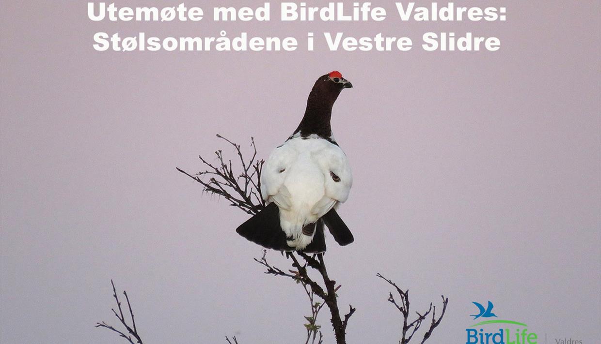 This Willow Ptarmigan (Lagopus lagopus) was photographed close to Valtjernstølen on the Stølsvidda plateau.