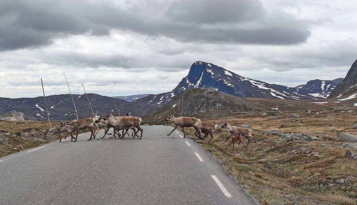 Eine Rentierherde überquert eine Bergstraße