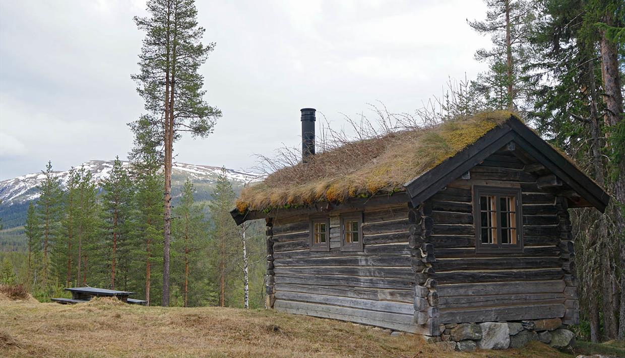 Alte Blockhütte auf einem Grashügel, umgeben von hochstammigen Kiefern