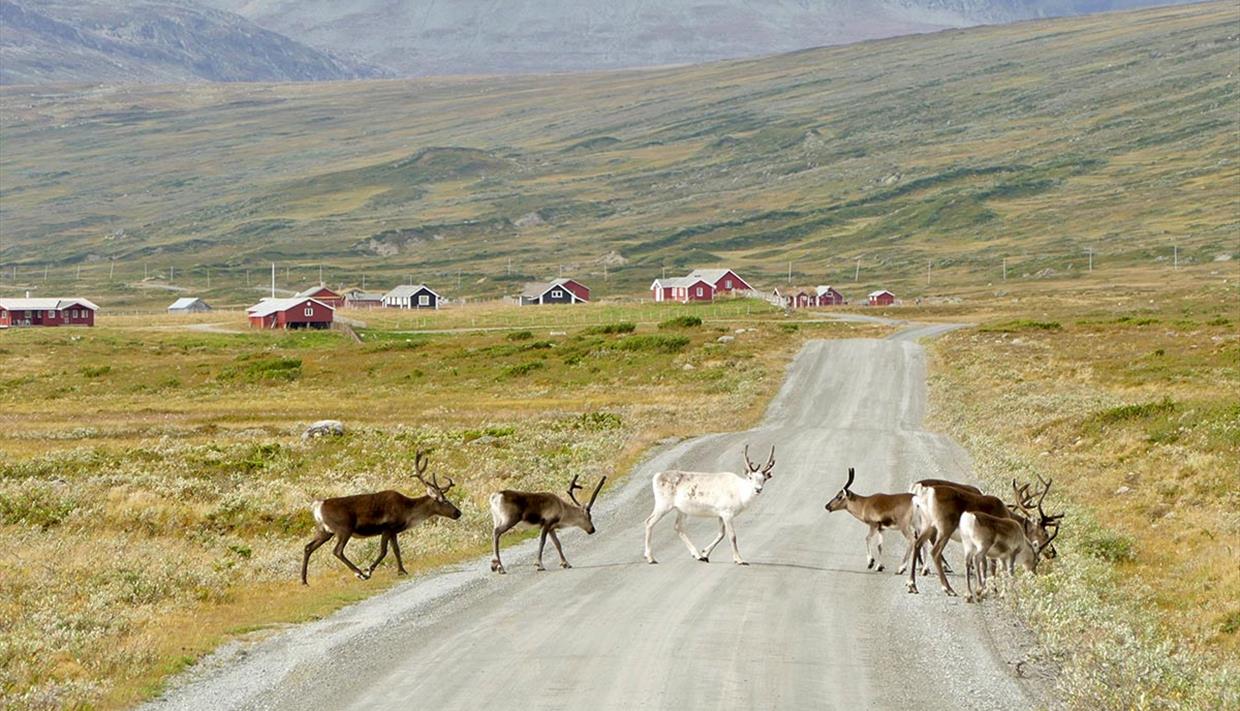Reinsdyr krysser over grusvei i åpent fjellandskap. Noen stølshytter i bakgrunnen.