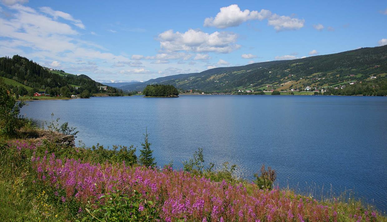Geitrams blomstrer langs bredden av Strandefjorden. Blå er vannet, og blå er himmelen.