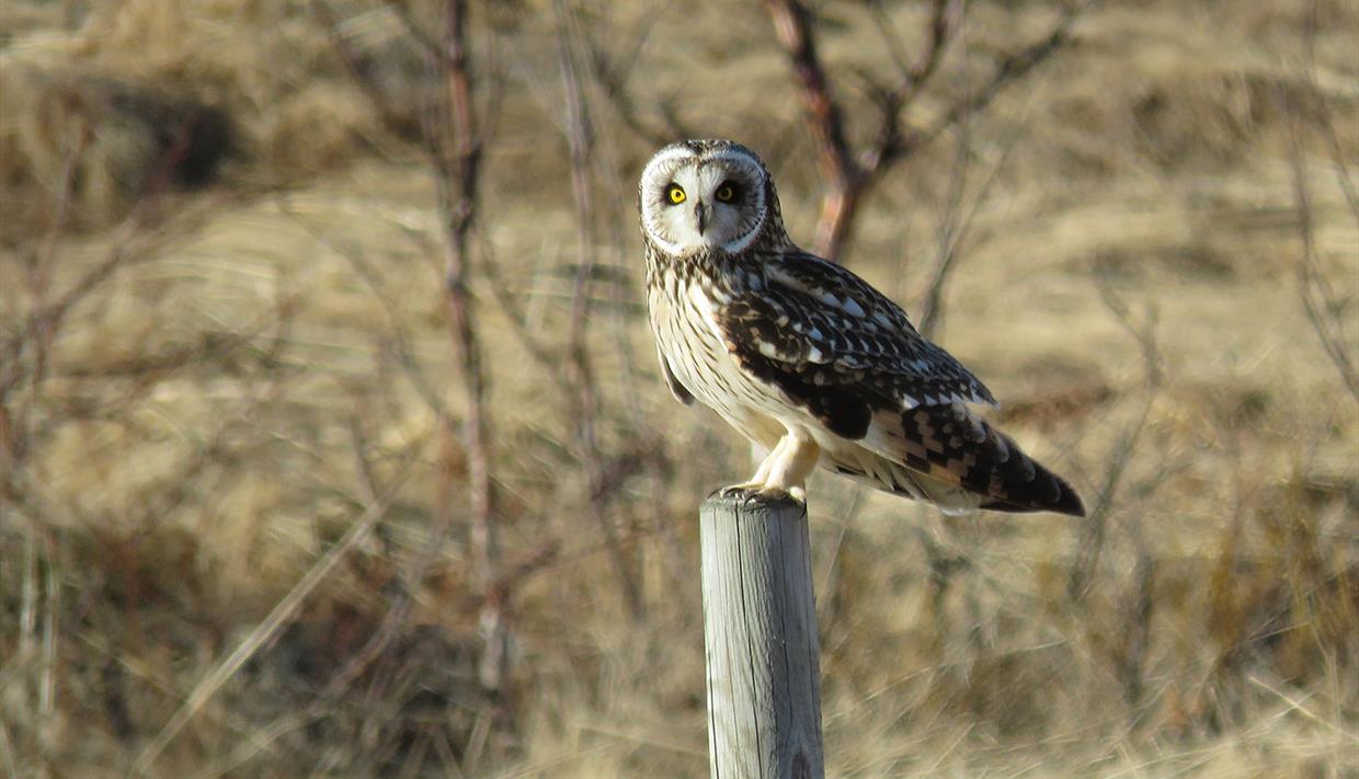 Short-eared owl on a fence pole in evening light