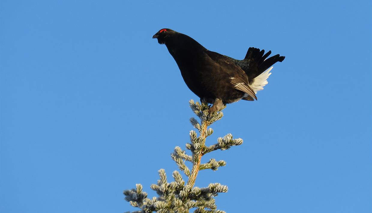 Birkhahn auf einer Fichtenspitze