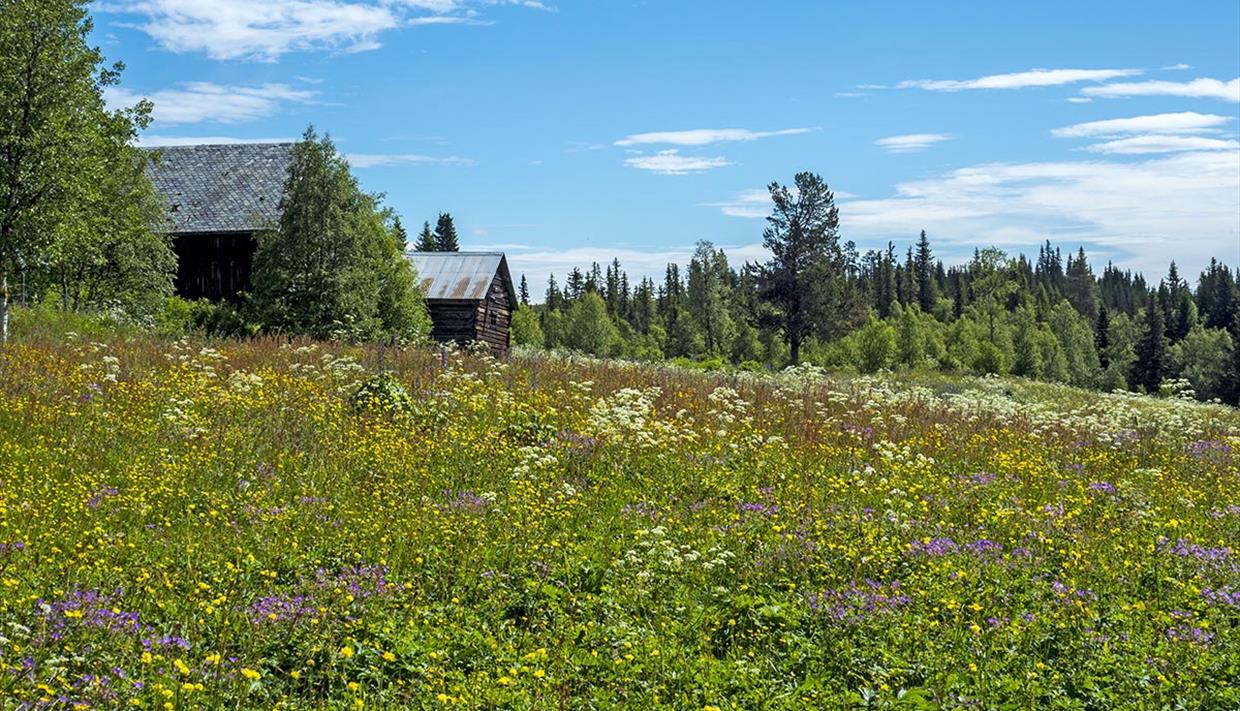 Markblomstereng langs Kongevegen over Tonsåsen.
