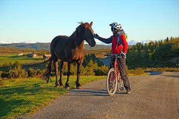 Syklist møter hest på stølsveien ved Tansberg.