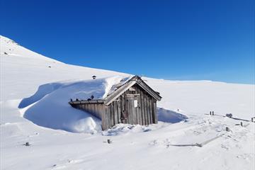 Plankebue omringet av mye snø