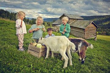 Barn med geiter på stølen