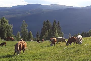 Fagkveld for ammekuprodusenter
