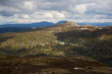 Avrundede fjellknauser under og over tregrensa