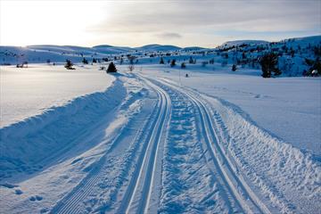 Langlaufloipe über eine Ebene in Richtung abgerundeter Hügel am Horizont in weichem Wintermorgenlicht. Vereinzelte Fichten und Birken stehen in der Landschaft.