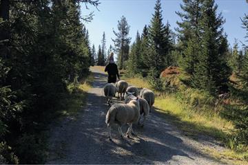 Saueflokk som går etter bonden