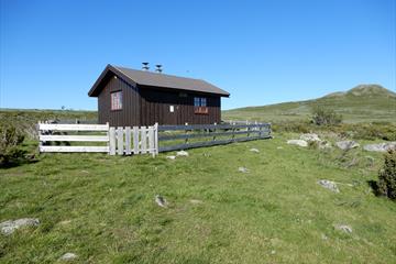 Titrebue ligger flott til på fjellet i Langsua nasjonalpark