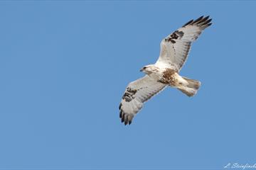 En rovfugl foran blå himmel