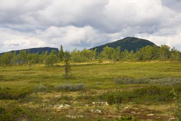 Utsikt fra fylkesvei 204 (Værskeivegen/Lenningsvegen) mot Ormtjernkampen (til høyre) og Dokkakampen (til venstre).