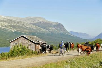 Cyclist amidst cattle along a sumemr mountain farm road.