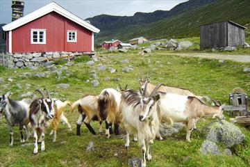 Sparstadtrøe im Sanddalen, Vang, Valdres, Norwegen.