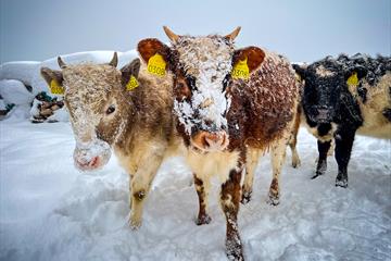 Kyr ute og koser seg i snø