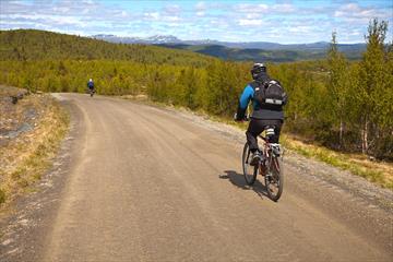 Syklister langs stølsveg i åpen bjørkeskogen ved tregrensen.