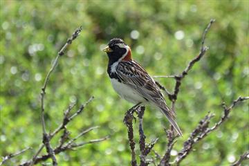 Lappland Bunting, male in breeding plumage, in a dwarf birch bush with food in its beak