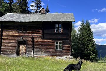 Gammelt hus og en sort hund