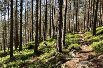 Kurs: Utskifting av tømmer