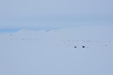 Titrebue skiller seg ut i det hvite vinterlandskapet.